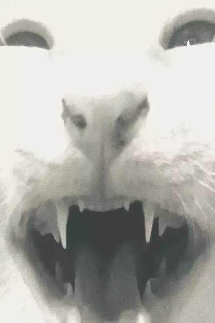 all my brothers are in a box that stinks all my brothers are in a box that stinks